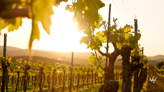 Austria Kamptal Langenlois Vineyard