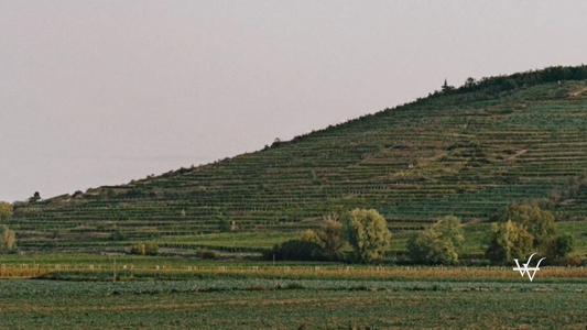 Austria Kamptal Ried Heiligenstein