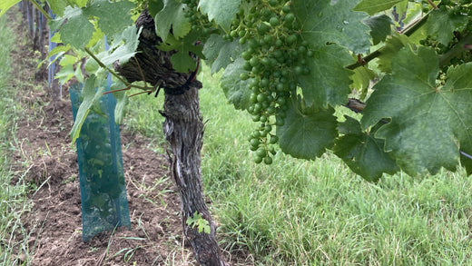 Austria Kremstal Grüner Veltliner in June