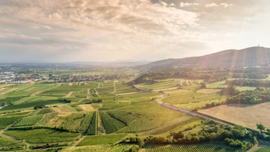 Austria Vienna Vineyard