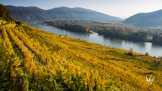 Austria Wachau Vineyard Danube