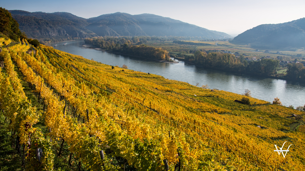 Austria_Wachau_Vineyard_Danube