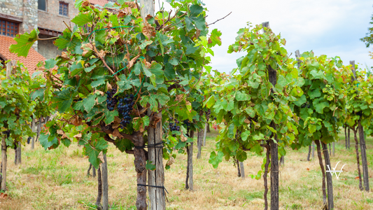 Beautiful_vineyard_in_wine_region_of_Georgia_Kakheti