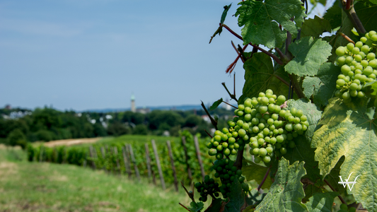 Belgium Vineyard