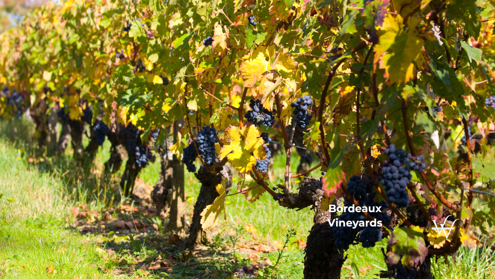 Bordeaux_Vineyards