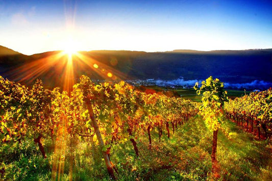 Bulgaria to make its debut at Wine & Food Week