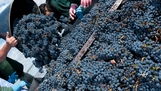 Bunch of grapes-Harvest in the vineyards of Bordeaux, France-Cabernet Sauvignon