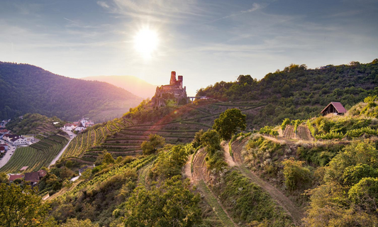 Burgruine Senftenberg, Ried Hochäcker, Ried Ehrenfels, Senftenberg, Kremstal, Niederösterreich © Austrian Wine  WSNA
