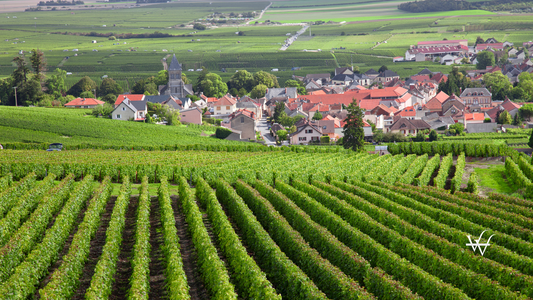 burgundy region