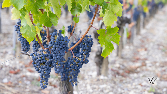 Cabernet Franc Grapes