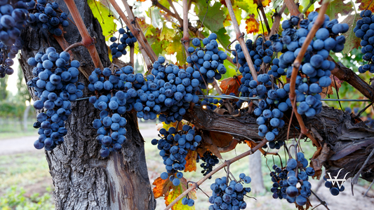 Cabernet Sauvignon Grapes