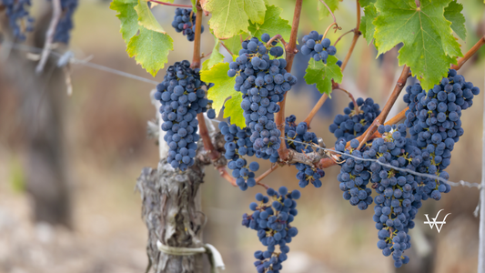 Cabernet Sauvignon grapes to produce highest quality wines in Bordeaux, France