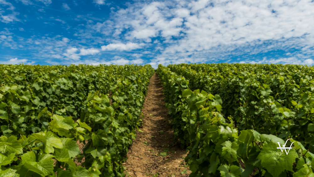 Champagne Vineyard Clouds