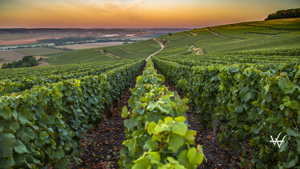 Champagne region in France. A beautiful view.