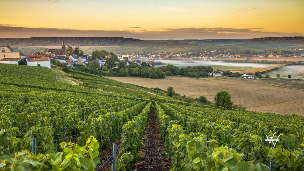 Champagne region in France