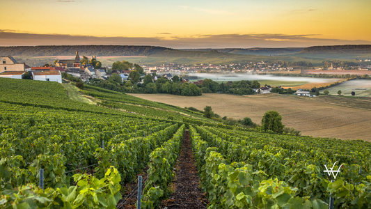 Champagne region in France