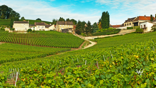 Champagne vineyards in Cramant