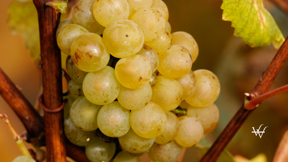 Champagne 2024 Harvest: Overcoming Challenges to Deliver Exceptional Quality
