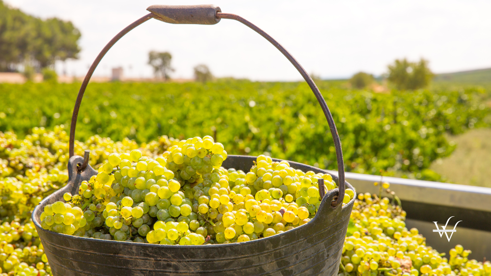 Chardonnay Harvesting 