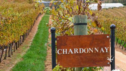 Chardonnay Vineyard