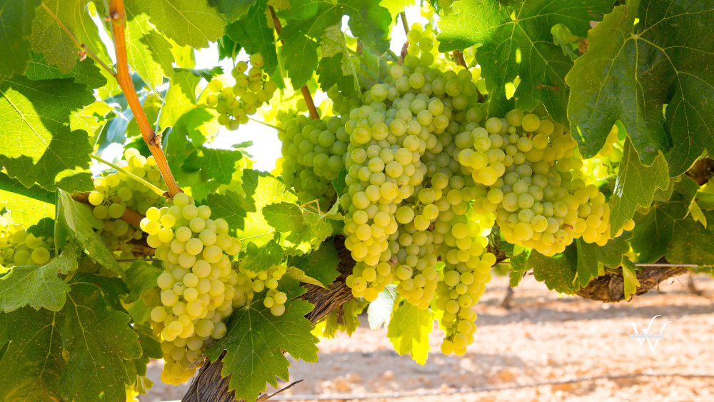 Chardonnay Wine Grapes