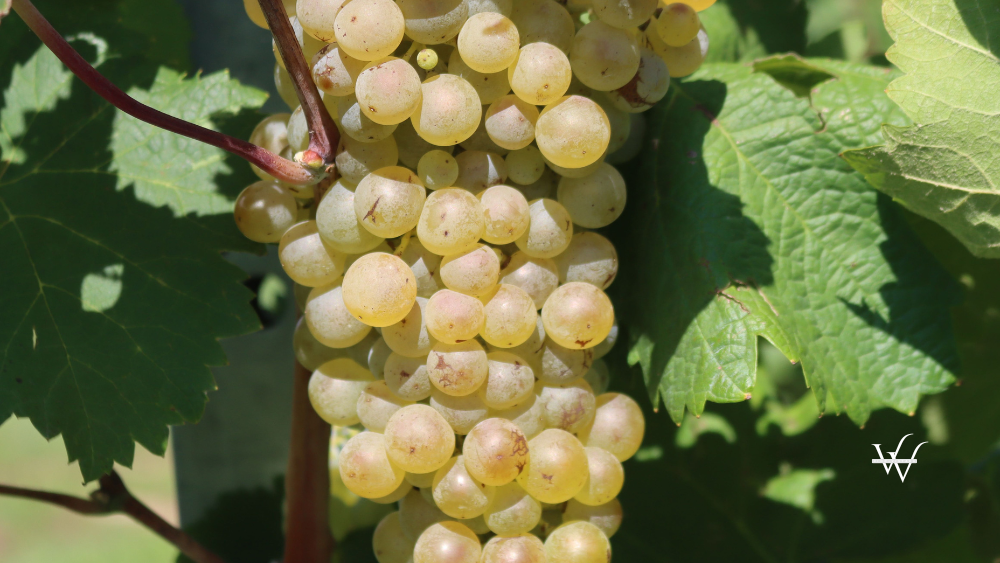 Close-up of ripe Glera white grapes used to make Prosecco on a sunny day