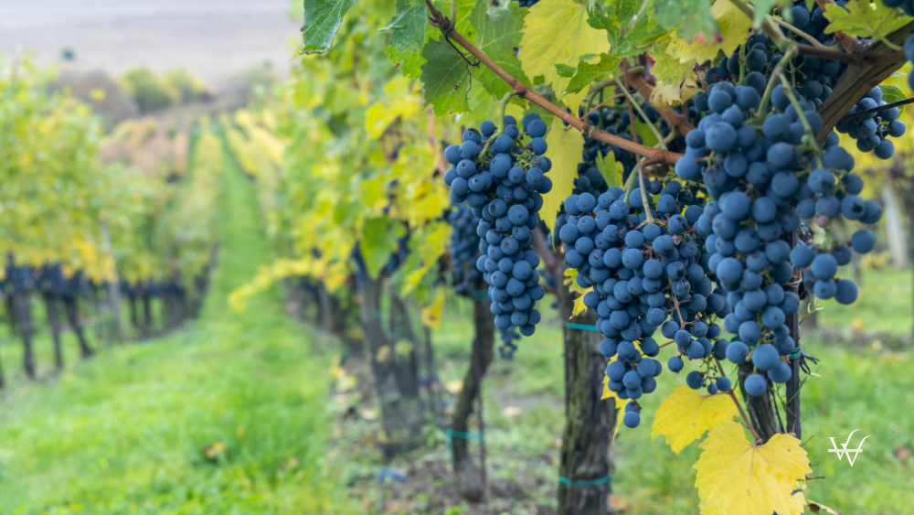Czechia Moravia Cabernet Sauvignon Vineyard