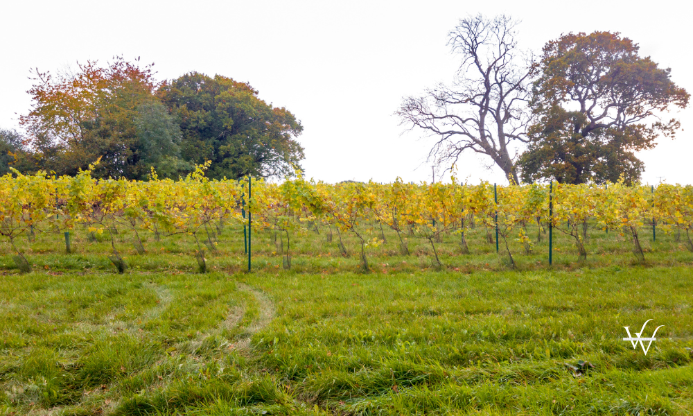 English vineyard Staffordshire, England, UK