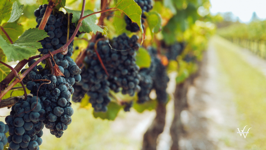 European farming vineyard