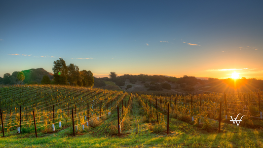 Fields of Napa Valley