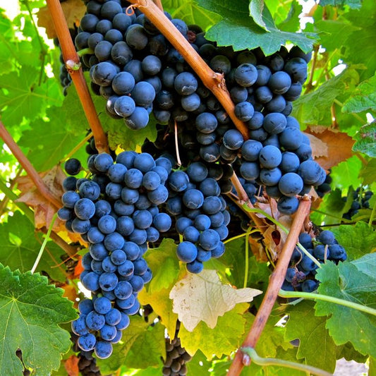 France Bordeaux Merlot Grapes