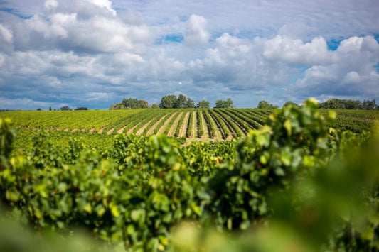 France Bordeaux Sustainable Vineyard