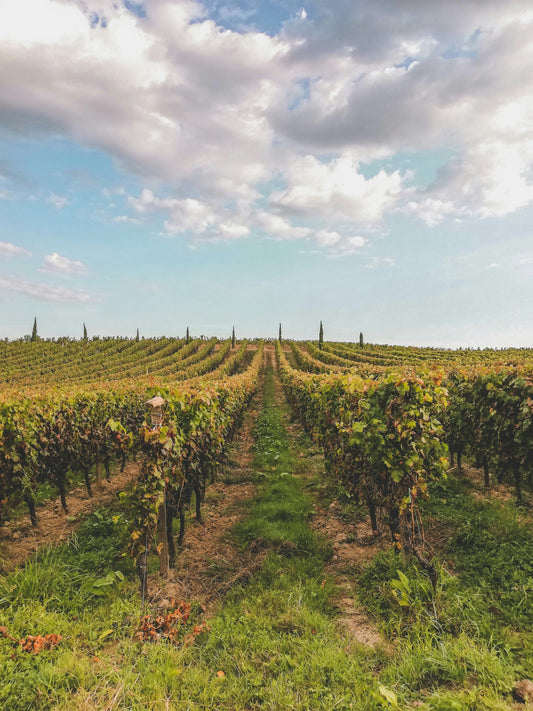 France Bordeaux Vineyard