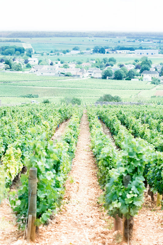 France Burgundy Beaune Vineyards