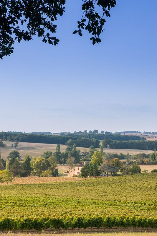 France gascogne Domaine Le Broca Roquebrune Vineyards