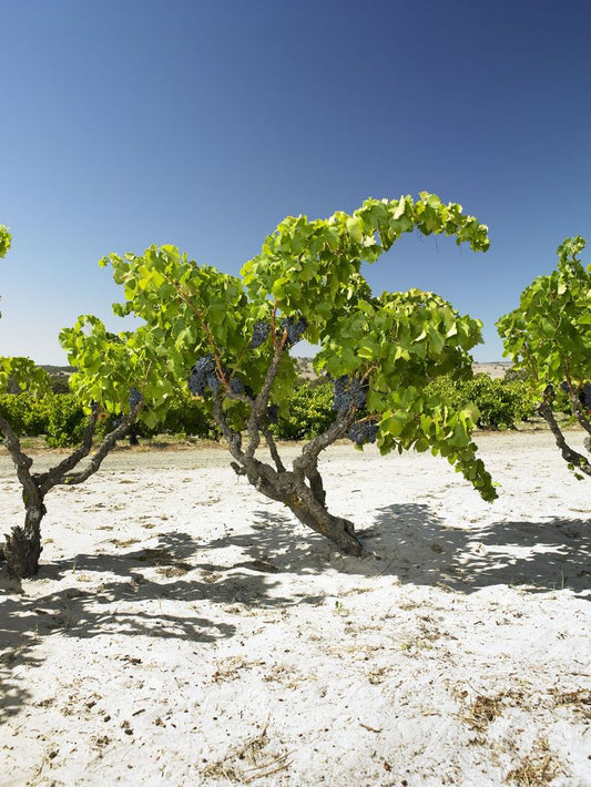 France Grenache Garnacha Vine Vineyard