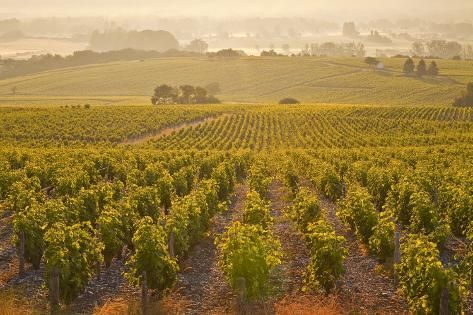 France Loire Vineyards Wine