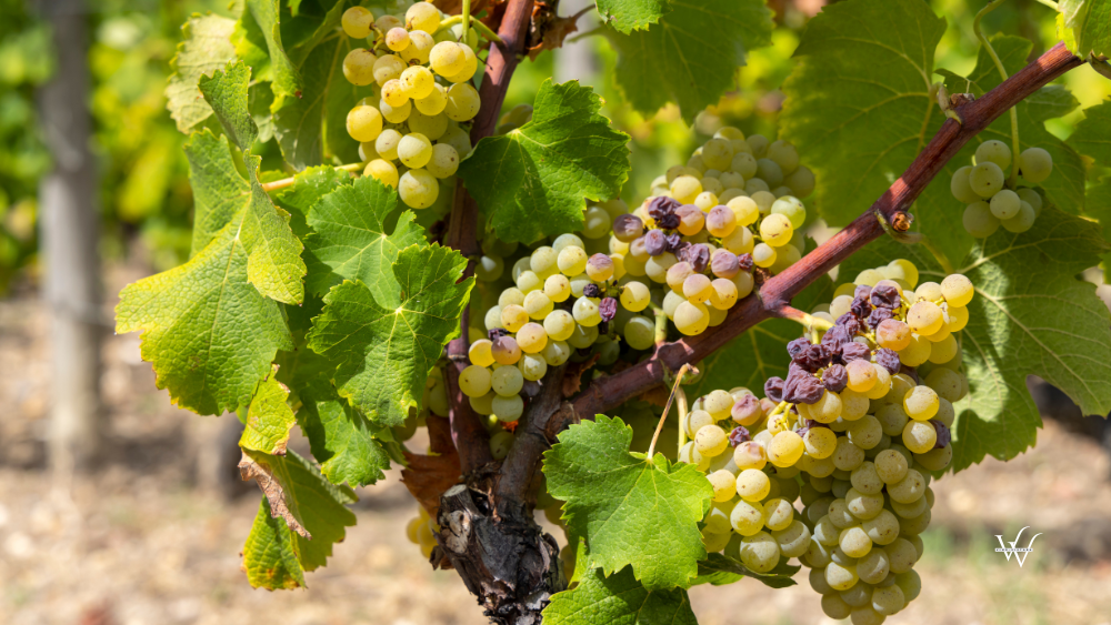 France Bordeaux Sauterne Vineyard White Grapes