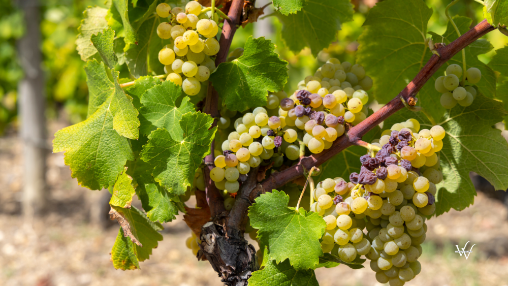France_Bordeaux_Sauterne_Vineyard_White_Grapes