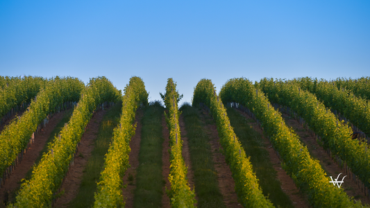 France Bordeaux Vineyard