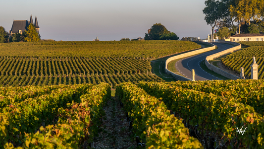 France Bordeaux Vineyards