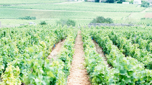 France Burgundy Beaune Vineyards