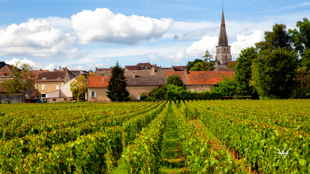 France Burgundy Meurseult Vineyard