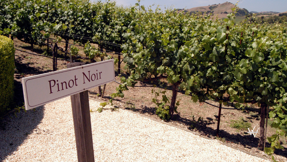 France Burgundy Pinot Noir Grapes