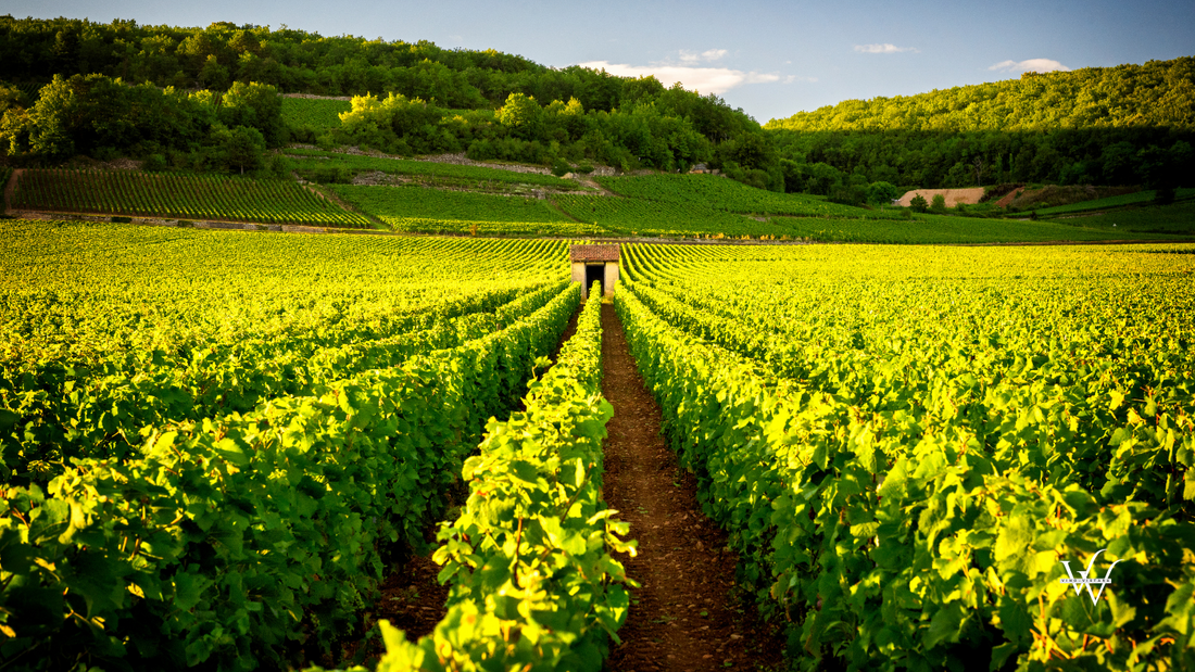 France Burgundy Vineyard