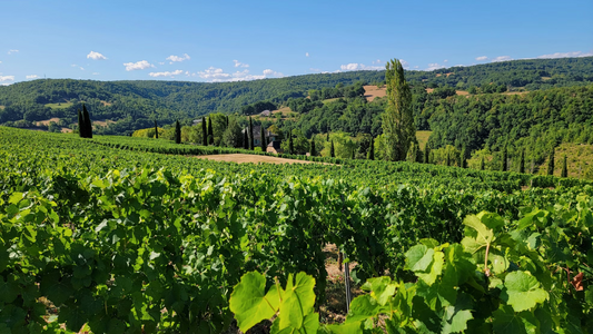 France Burgundy Vineyards