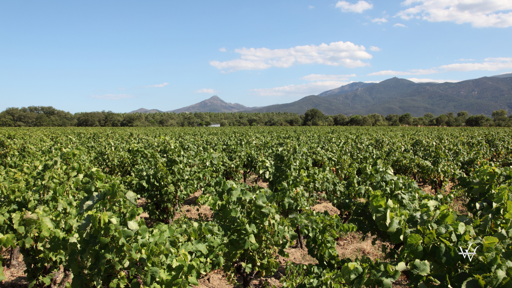 France Languedoc Vineyard