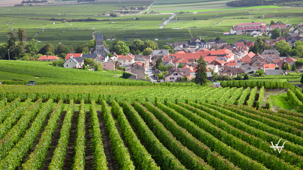 Frunce Burgundy Wine Region Vineyard