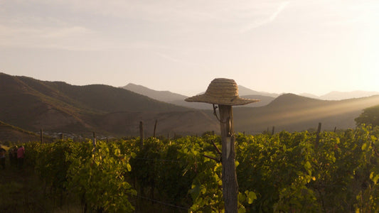 Georgia Kakheti Shakriani Vineyards Sunset