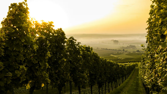 Germany Vineyards